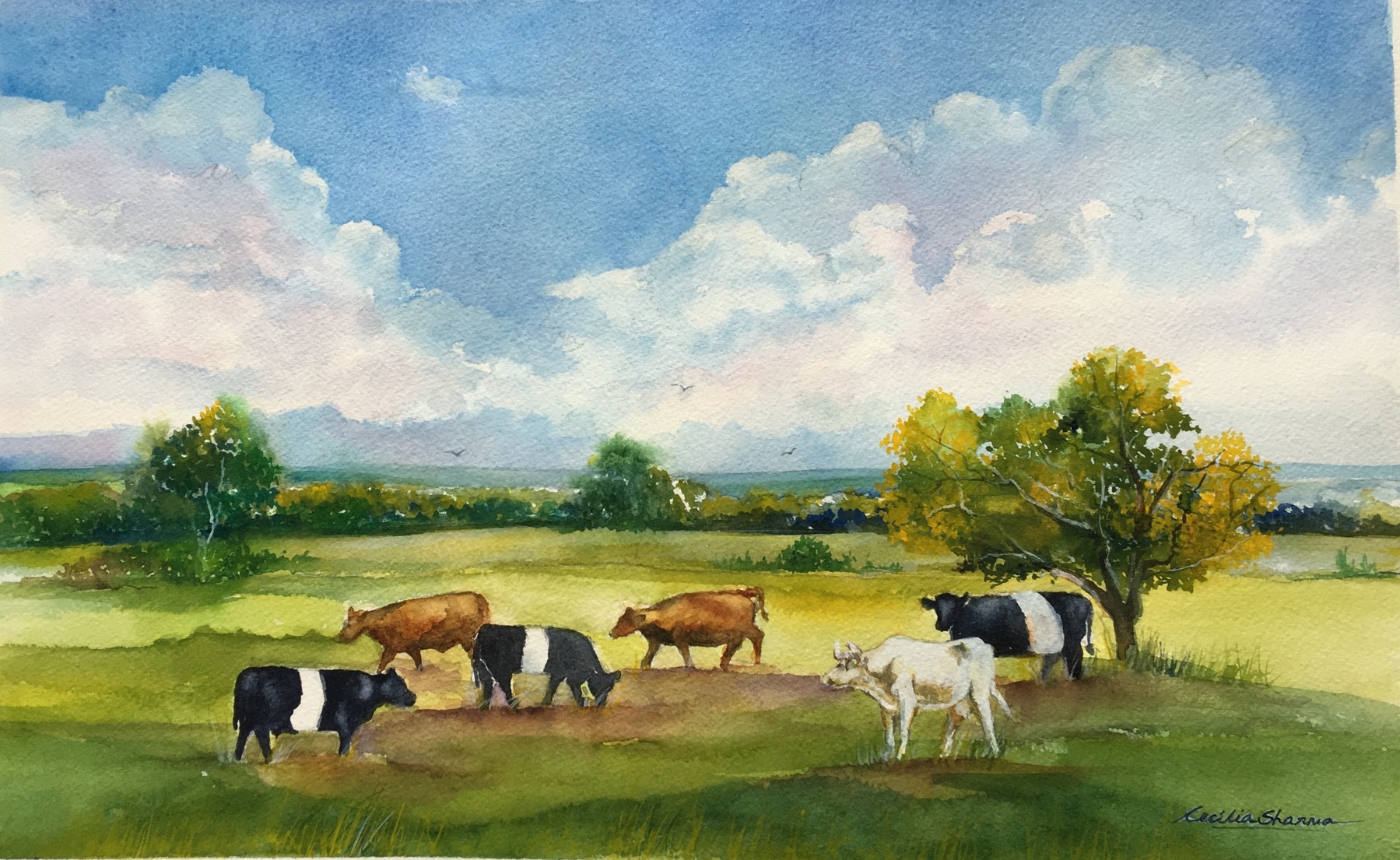 Belted Galloway Cows