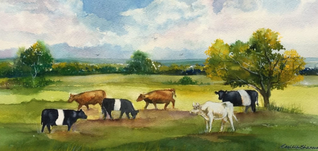 Belted Galloway Cows