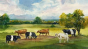 Belted Galloway Cows